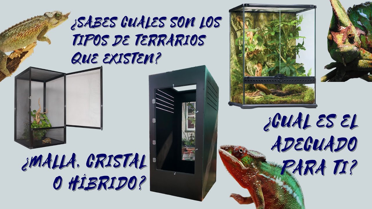 Terrarios para camaleones: ¿Cristal, malla o híbrido? Aprende a elegir el adecuado para tu mascota.
