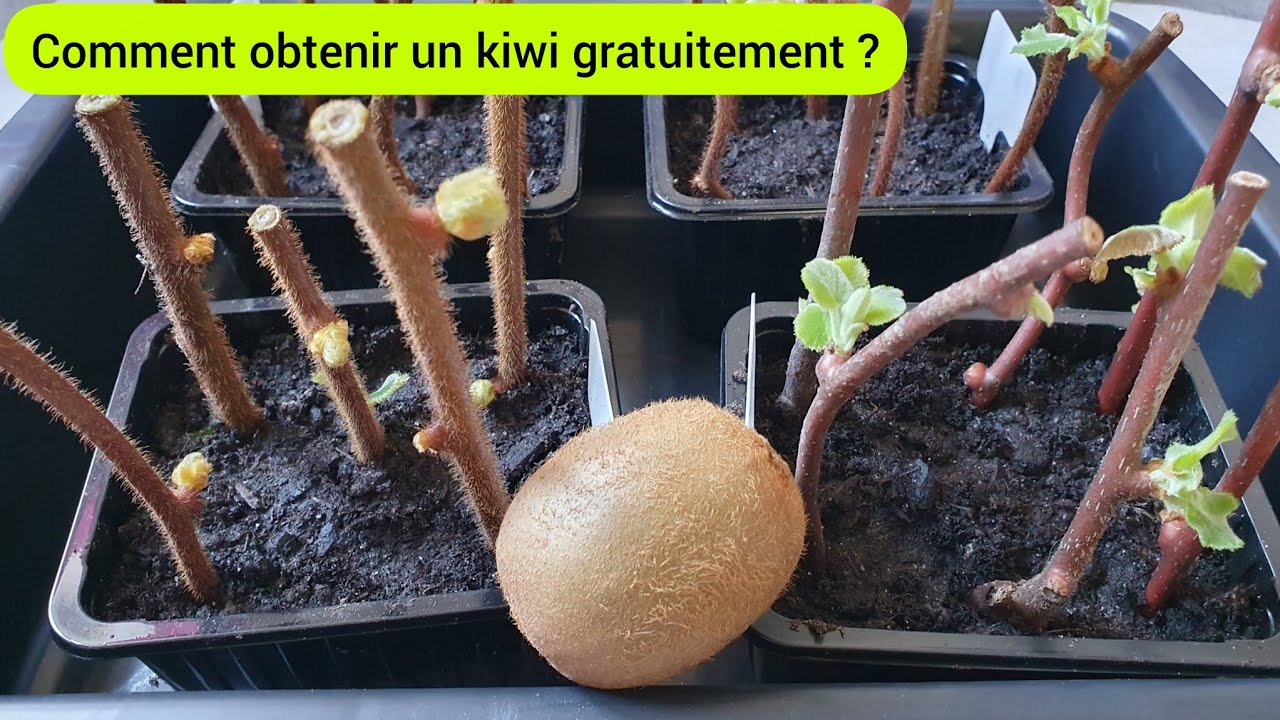 Comment bouturer le kiwi de A à Z ? 2025