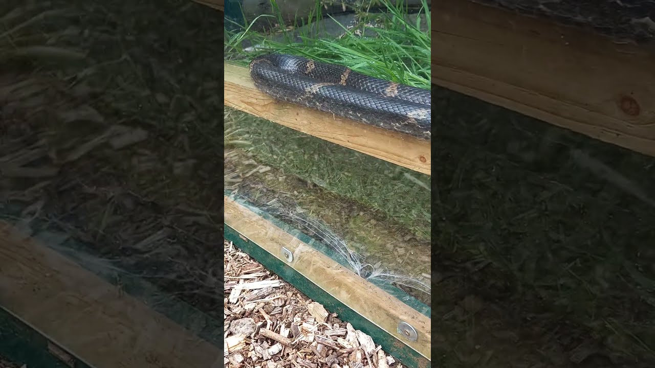 Russian Rat Snake