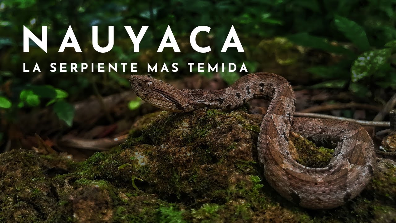 UNA DE LAS SERPIENTE MAS VENENOSAS: nauyaca mano de metate | SELVA LACANDONA