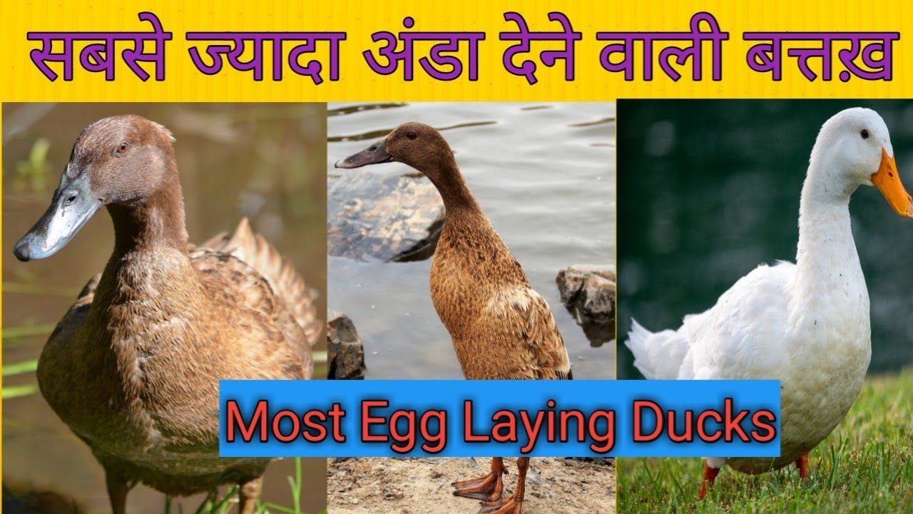 Best Egg Laying Ducks || सबसे ज्यादा अंडा देने वाली बत्तख़ || Ducks for Egg Production ||