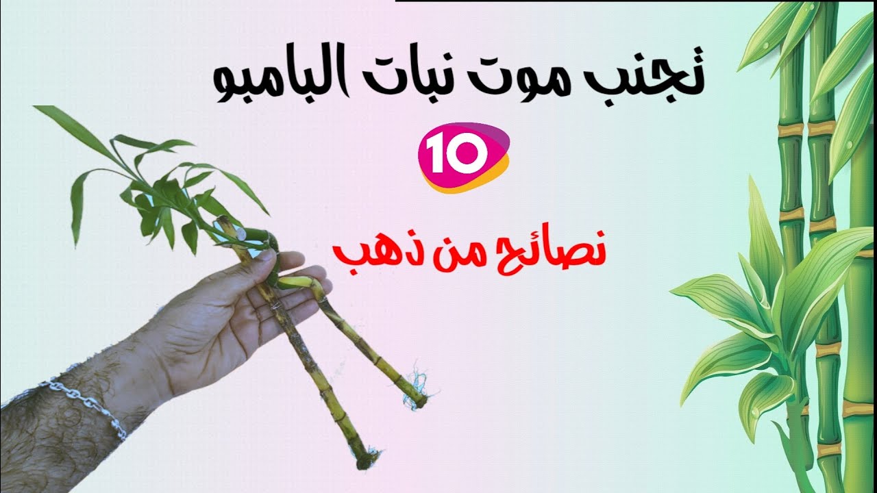 عشرة نصائح من ذهب للعناية بنبتة البامبو, عصا موسى lucky bambou