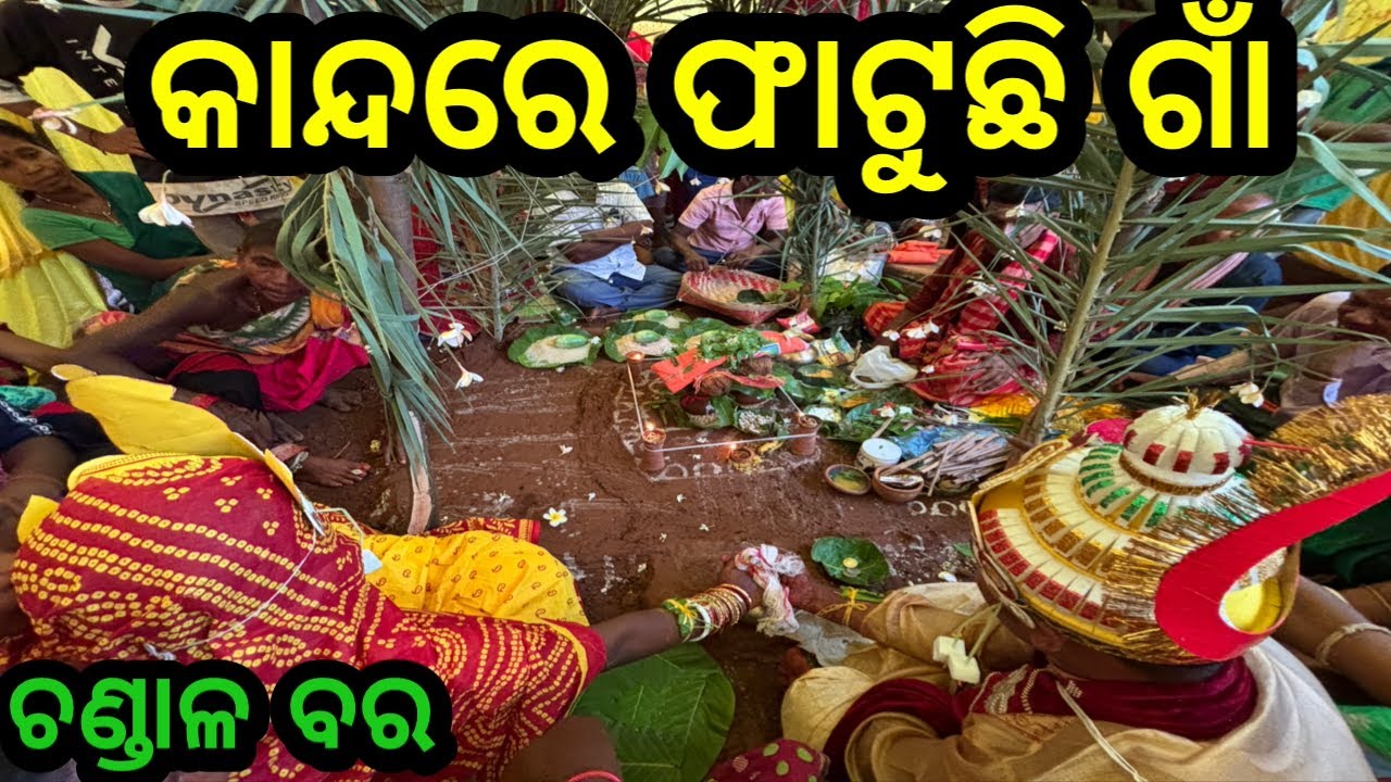 ବଣୁଆ ଛୁଆ କନିଆ❗ଚଣ୍ଡାଳ ବର❗#triballife #charigarhvlogs #travelfood #odiavideo