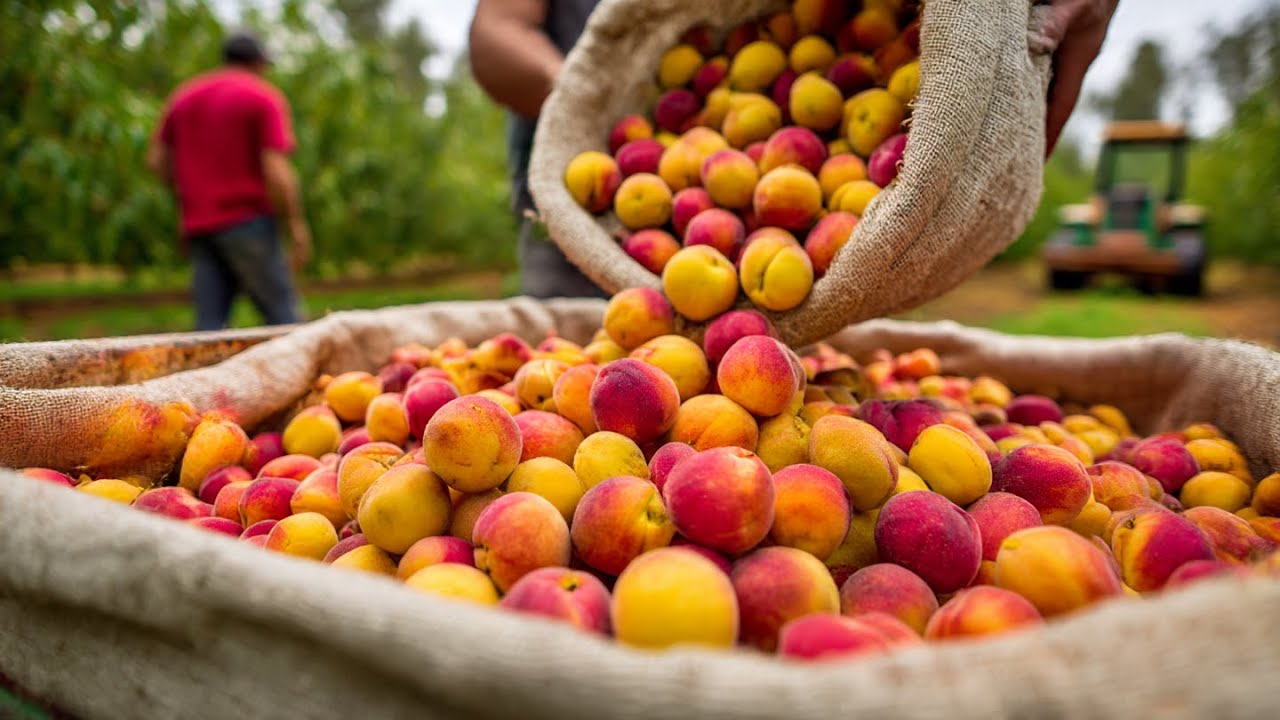 How the US Harvests Tons of Peaches: Peaches Are Canned in a Factory | Agriculture Documentary