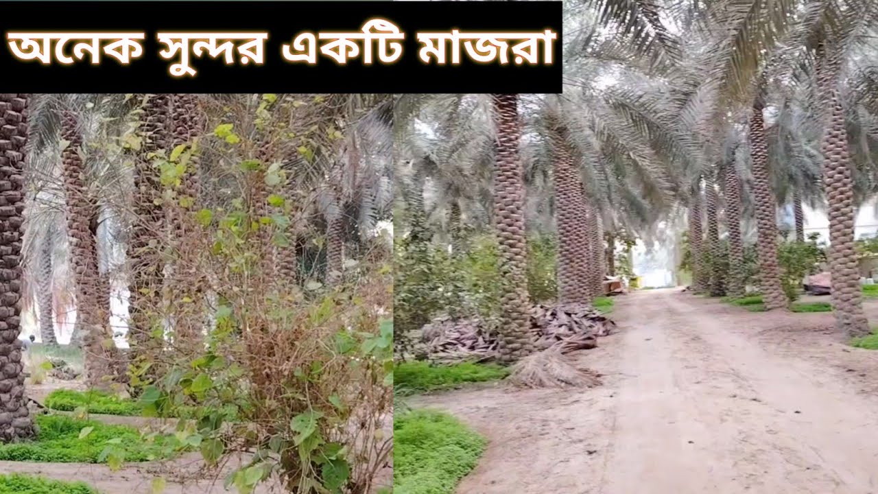 অসাধারণ একটি মাজরা ll Maruf Hasan