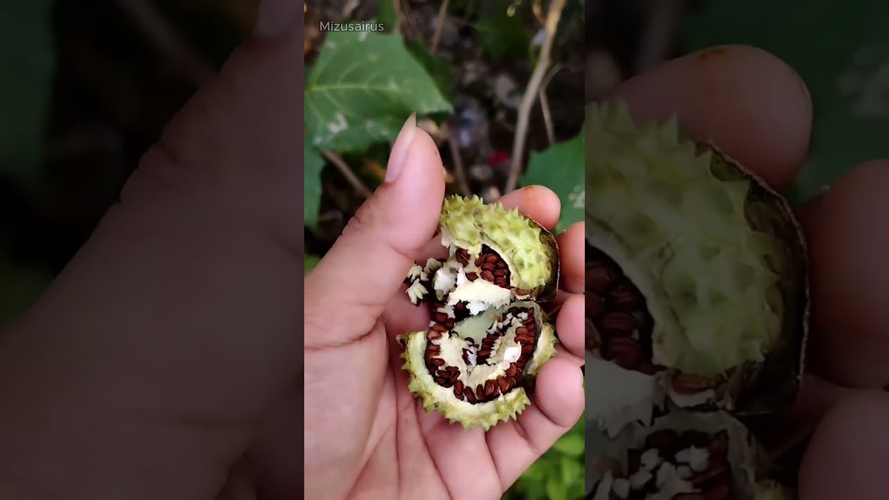 Hindari Buah Kecubung!