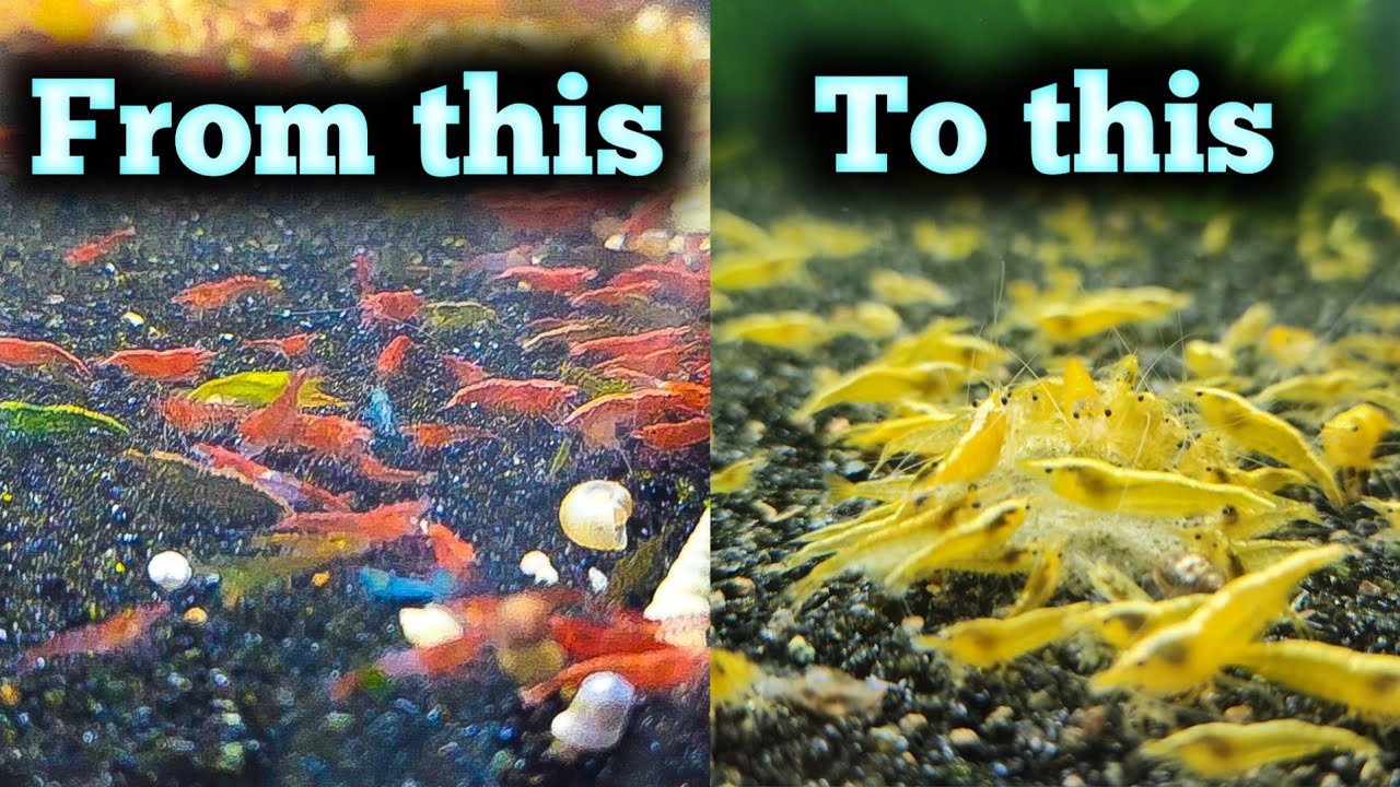 40 Gallon Shrimp Tank - 1000's of Mixed Color Shrimp to 24k Yellow Shrimp Tank