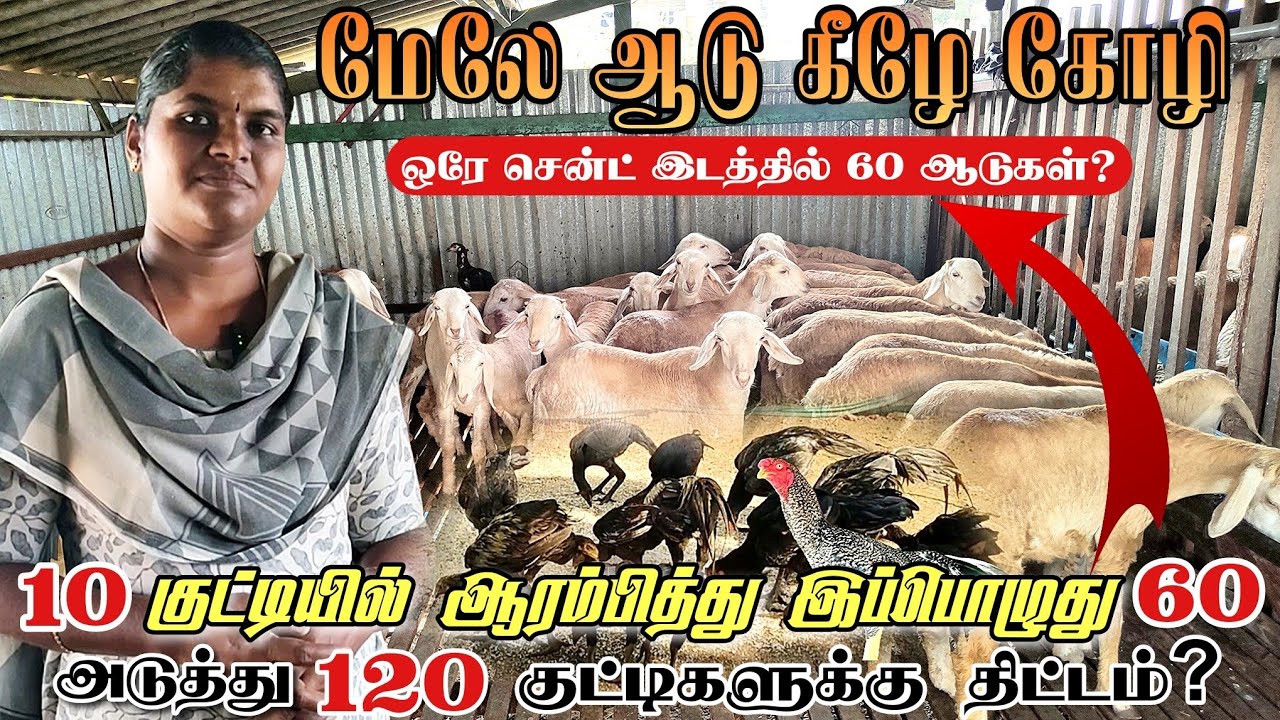ஆட்டுப்பண்ணை இப்படி ஆரம்பித்தால் நஷ்டமே வராது | அசத்தும் பெண் பண்ணையாளர் #goat #goatfarming #poultry