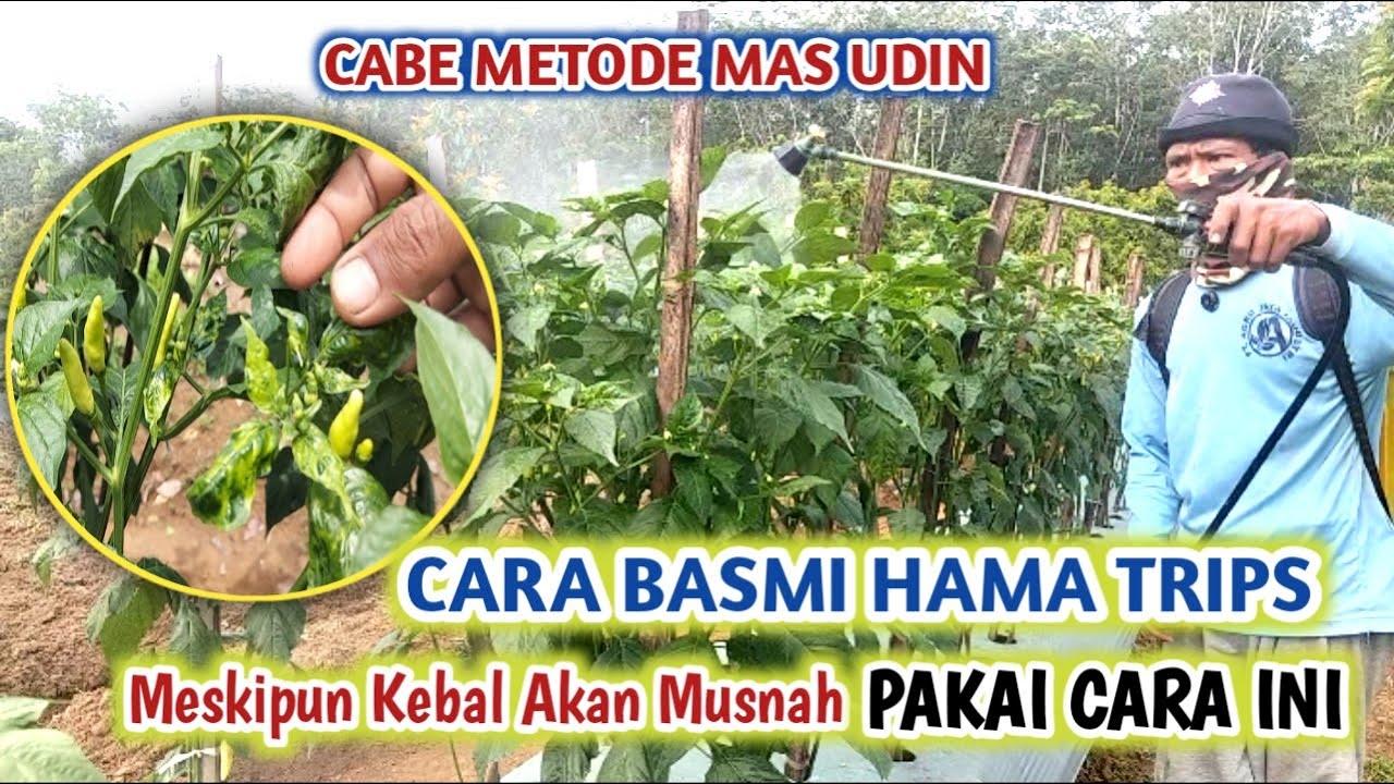 BASMI HAMA TRIPS DENGAN CEPAT METODE MAS UDIN