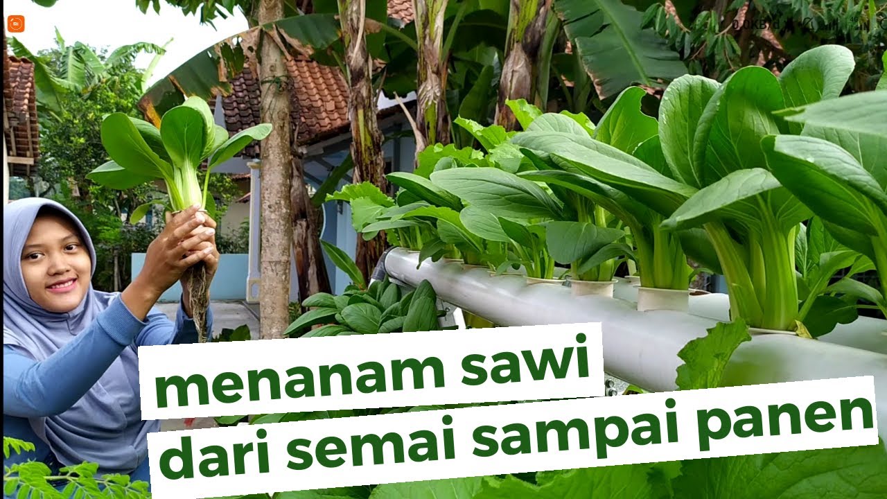 Sawi hidroponik dari semai sampai panen | tutorial Hidroponik pemula