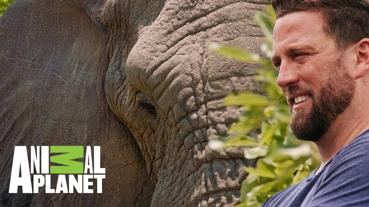 Una prótesis ortopédica para un elefante | The Dodo: En busca de héroes | Animal Planet