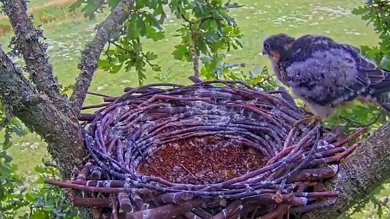 #falcon Cam4#129 Review baby birds in the nest - Dad and mother brings food to feed their chicks