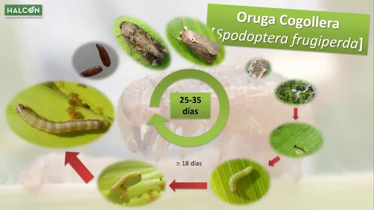 Manejo de cogollero en maíz