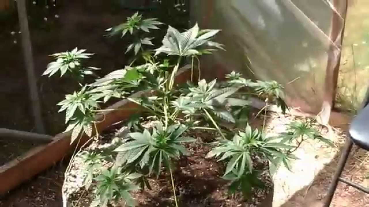 OMMP outdoor grow June 4 2014