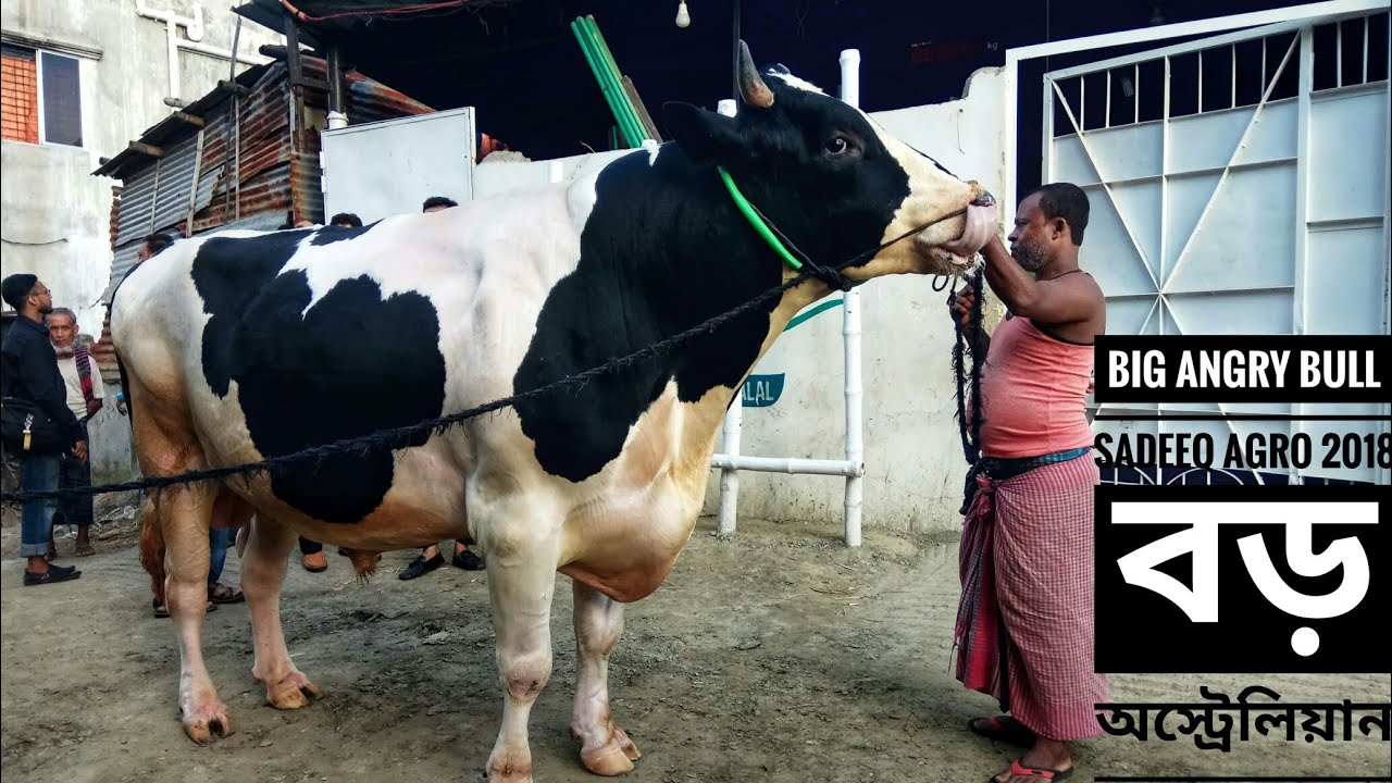 Dangerous Australian Goru | দানবের মত গরু | Sadeeq Agro 2018