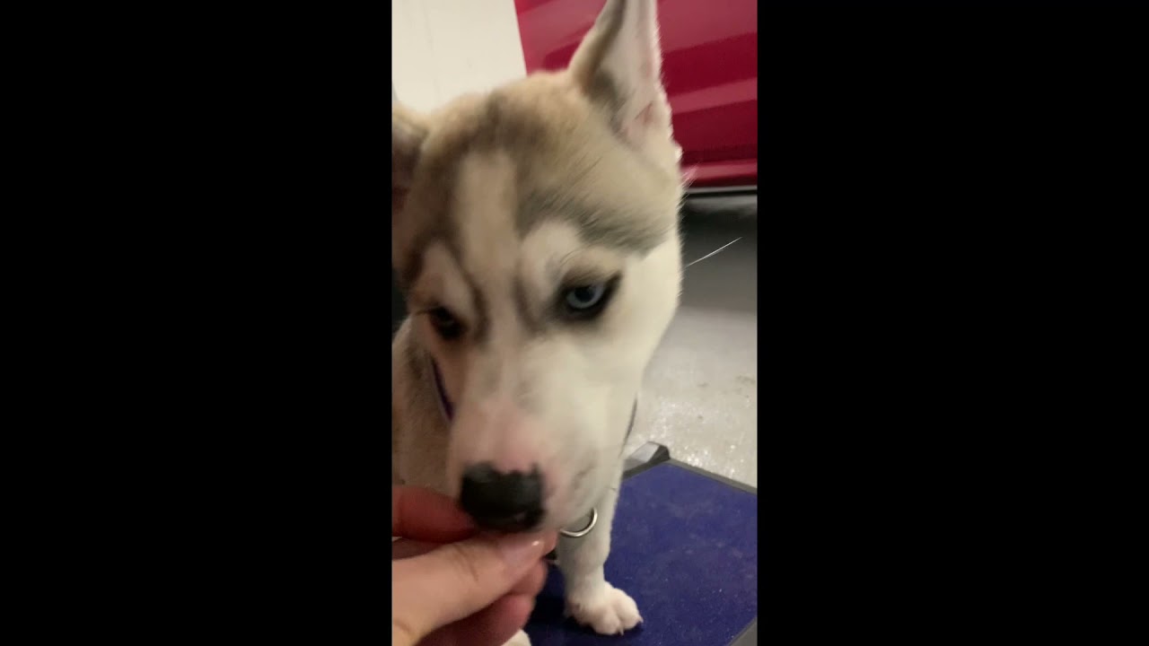 Teaching Misty Siberian husky puppy to climb a car ramp