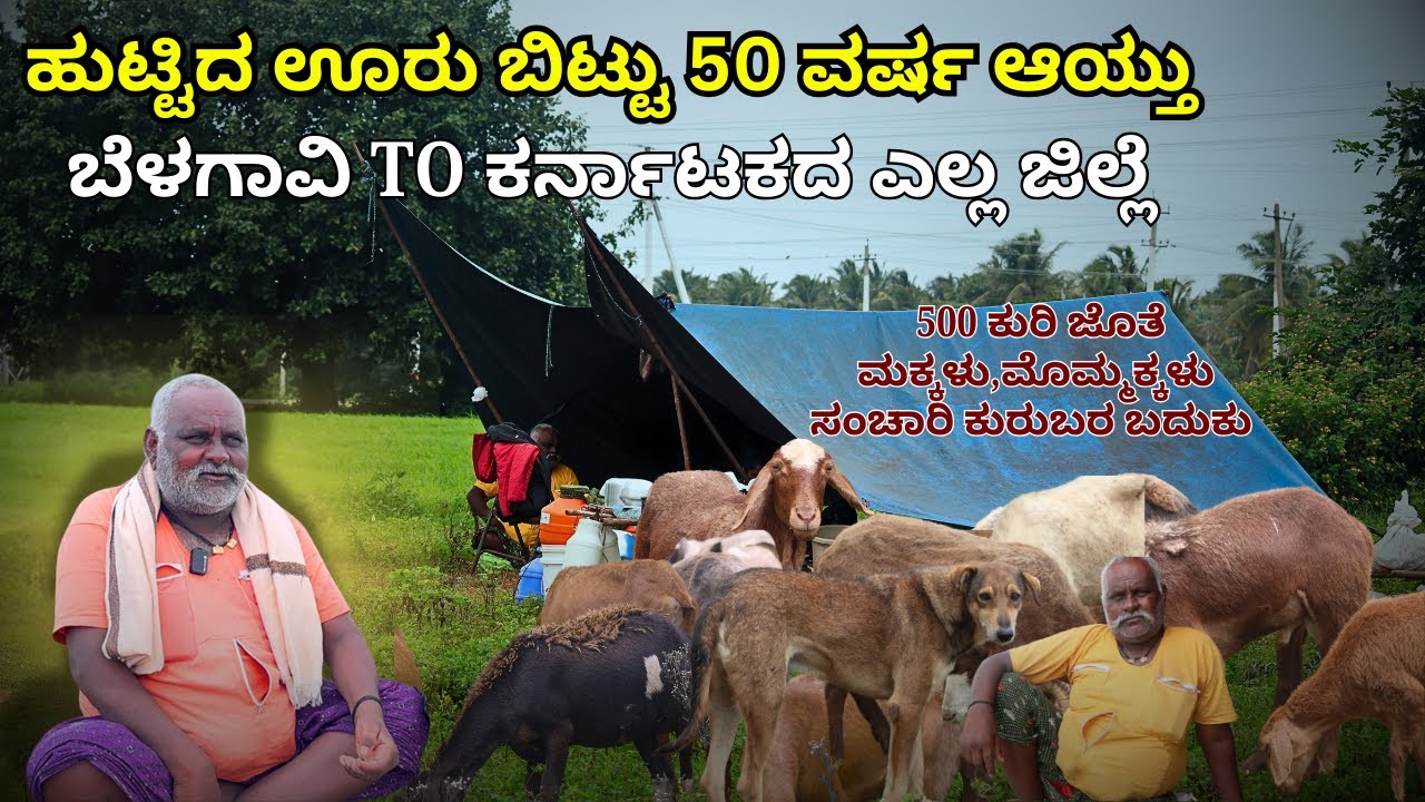 500 ಕುರಿ ಜೊತೆ  ಮಕ್ಕಳು,ಮೊಮ್ಮಕ್ಕಳು ಸಂಚಾರಿ ಕುರುಬರ ಬದುಕು|Kuri Siddappa-Nomadic Shepherd|KRUSHI SANCHARI