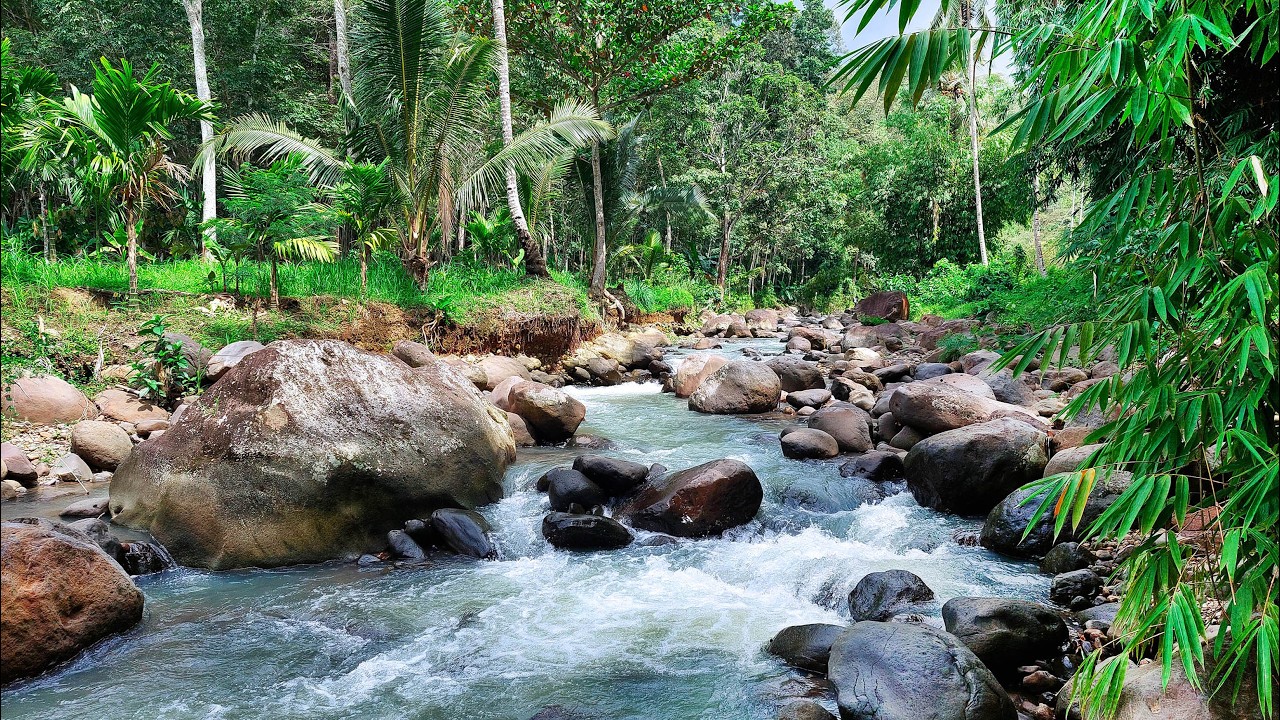 Leave the Noise Behind & Unwind with Peaceful River Sounds Flowing Between Rocks in a Lush Valley