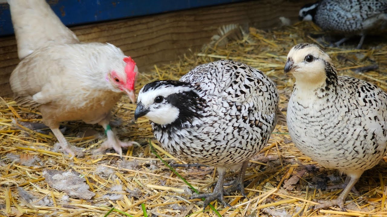 Ya pusieron las Quails y mas pollitos! Ep.164