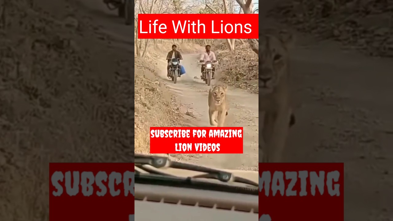 Life with Lions//gir forest,Gujarat #lions #girlion #sasangir #animals