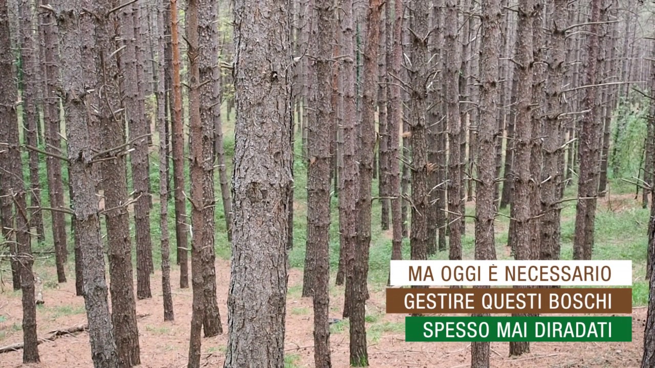 Rimboschimenti di pino nero: dal passato al futuro