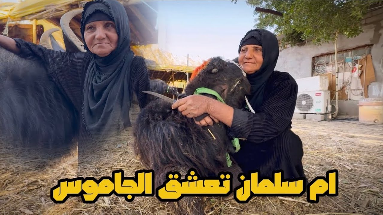 حياة الريف مع ام سلمان وحياتها اليوميه شوف شلون تعامل حلالها !!!🥲