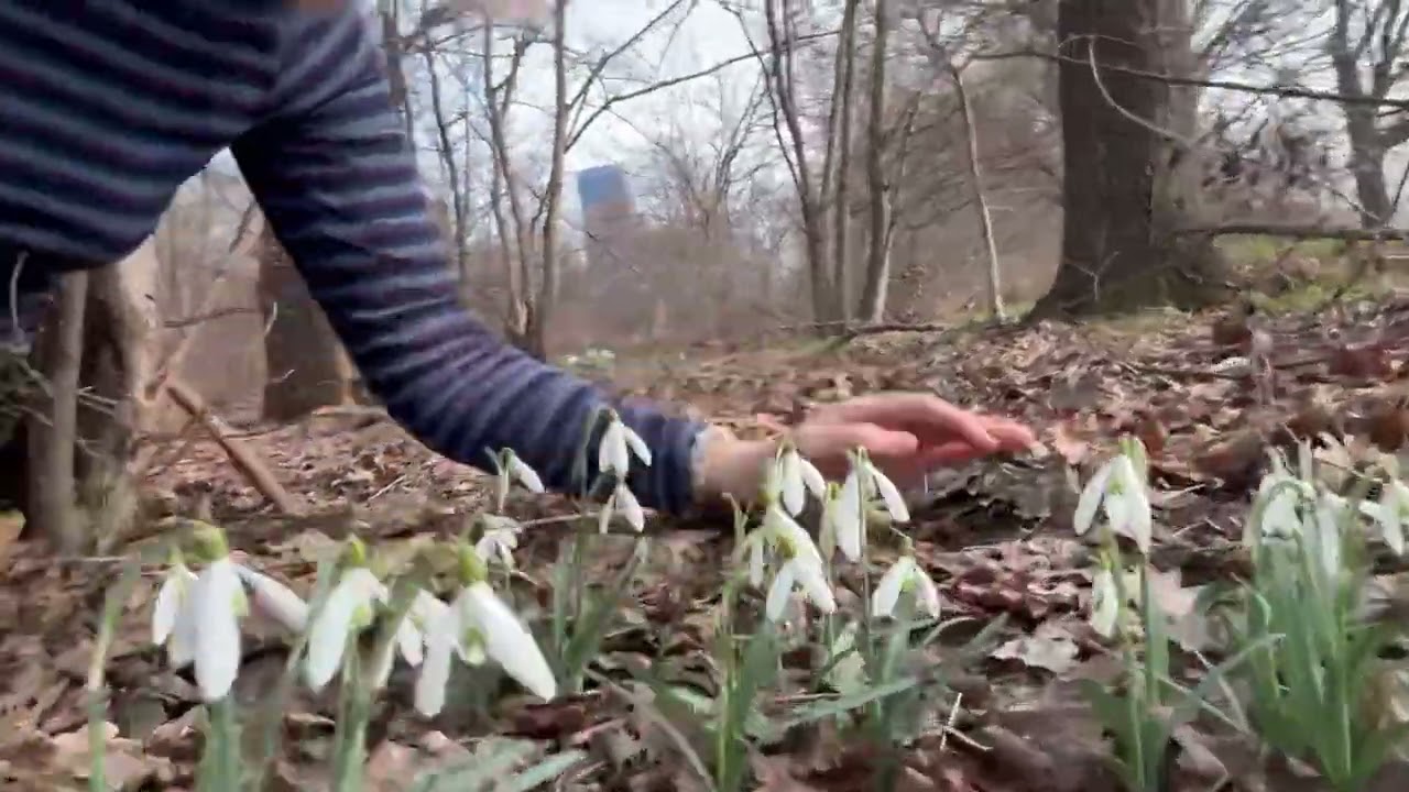 Schneeglöckchen – geschützte Pflanze auf der Donauinsel ☀️