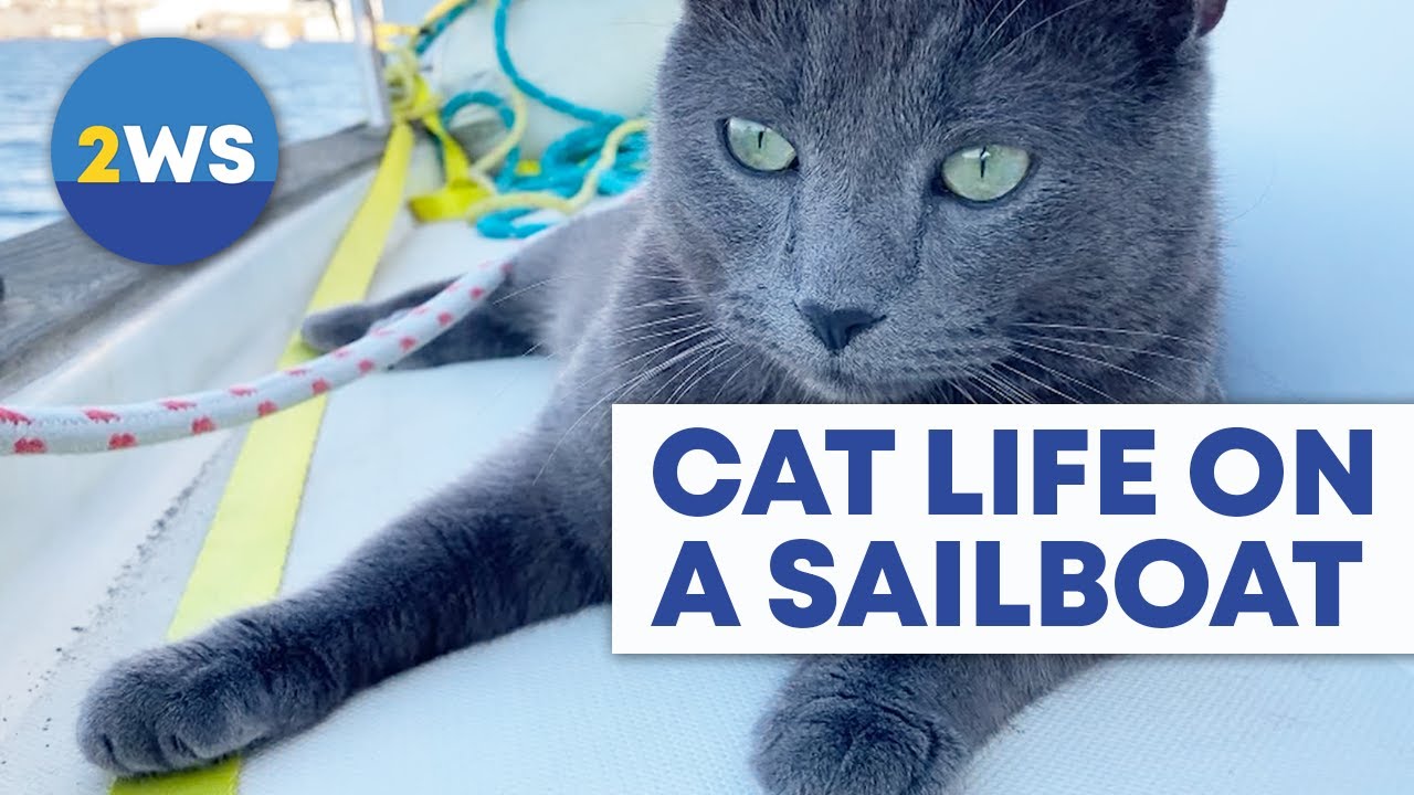 Cat Living on a Sailboat