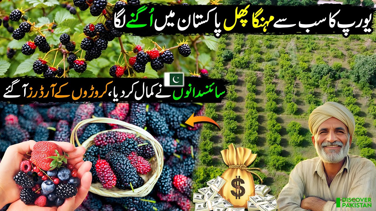 Good News! Pakistan Grows Europe’s Expensive Fruit | Blackberry Farming in Pakistan 🇵🇰