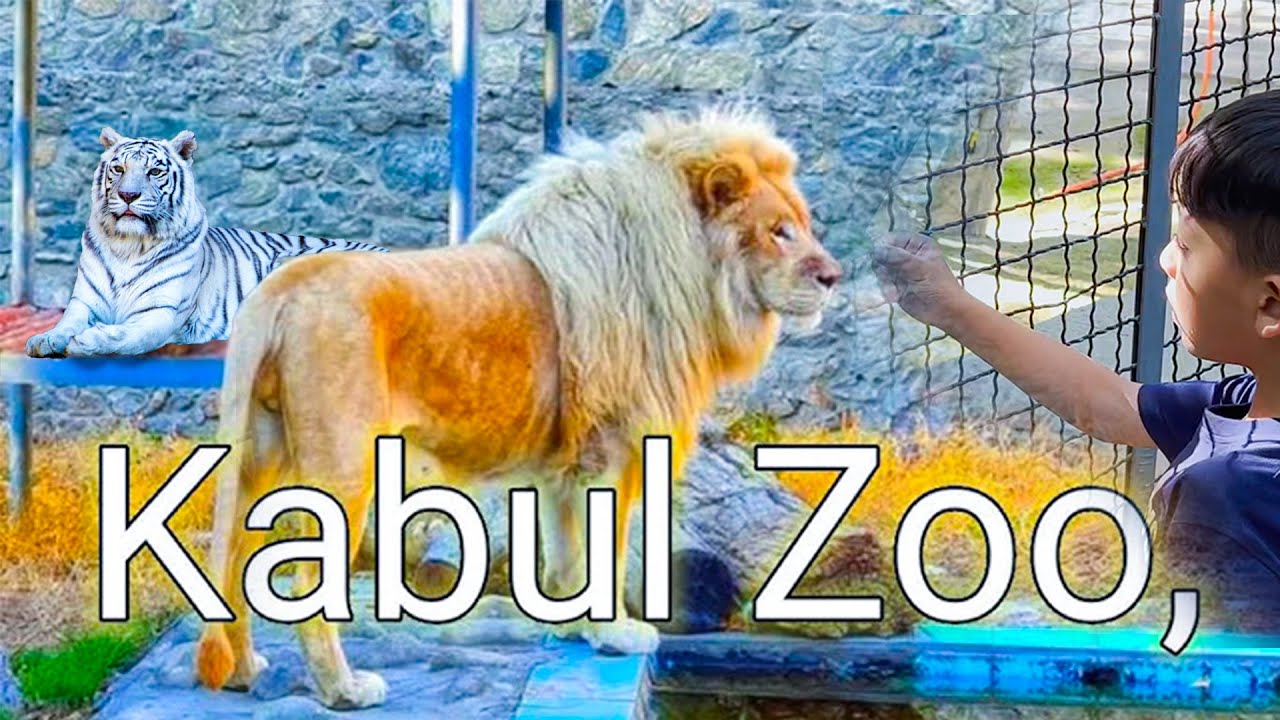 Kabul zoo Update | Afghanistan | کابل ژوبڼ یا باغ وحش