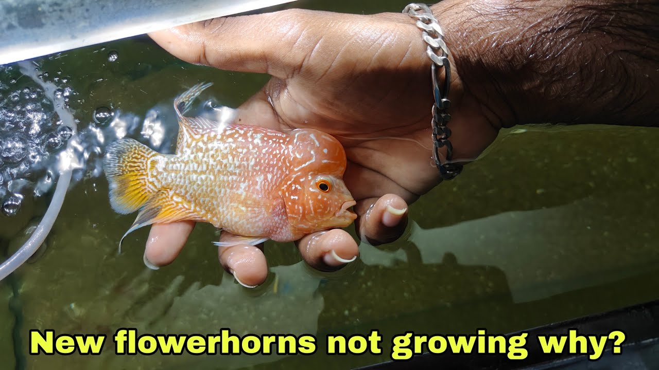 Flowerhorn fast growing tips | GB and kamfa | தமிழ்