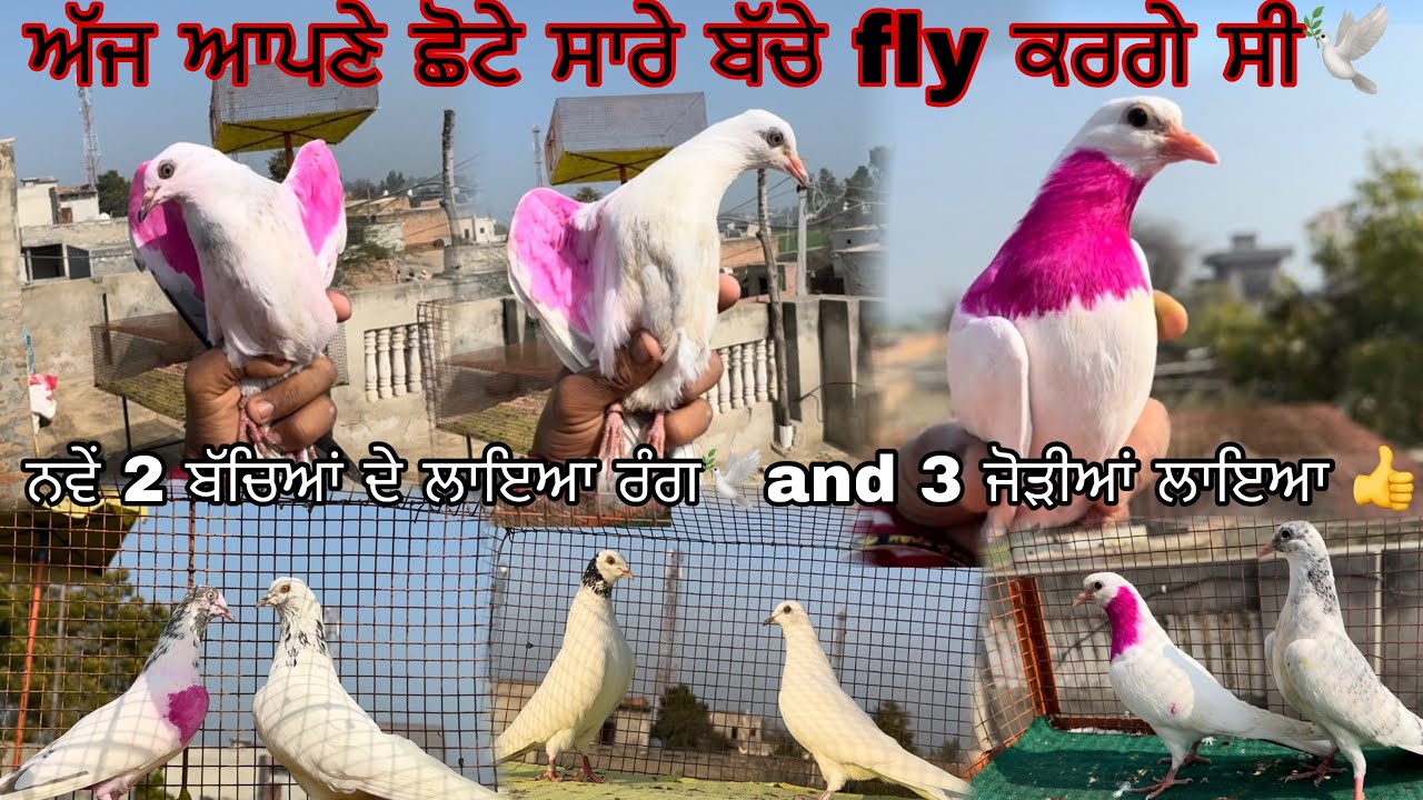 ਅੱਜ ਆਪਣੇ ਛੋਟੇ ਸਾਰੇ ਬੱਚੇ fly ਕਰਗੇ ਸੀ🕊|| ਨਵੇਂ 2 ਬੱਚਿਆਂ ਦੇ ਲਾਇਆ ਰੰਗ🕊and 3 ਜੋੜੀਆਂ ਲਾਇਆ 👍||