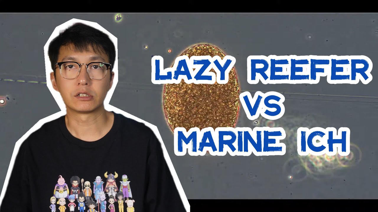 How Lazy Reefer Deal With Marine ICH (White Spot Disease)