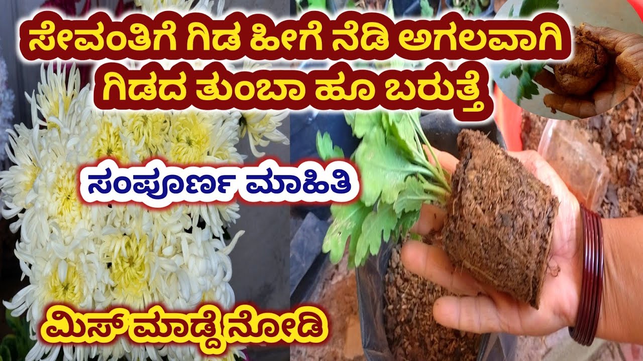 ಸೇವಂತಿಗೆ ಹೆಚ್ಚು ಹೂ ಬರಲು ಕಟಿಂಗ್ & ರಿಪೋರ್ಟ್ ಹೀಗೆ ಮಾಡಿ / Cryisantimum plant growing tips