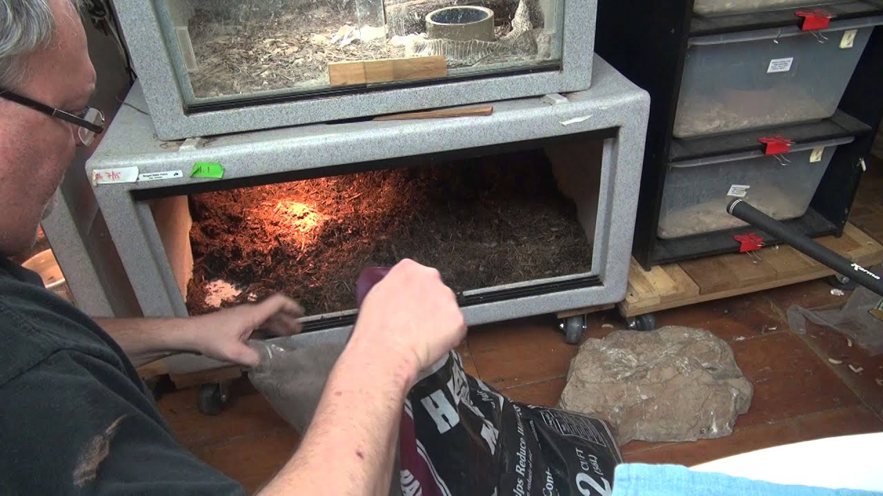 Water Cobra Cage Maintenance & Elvis in a Bad Mood