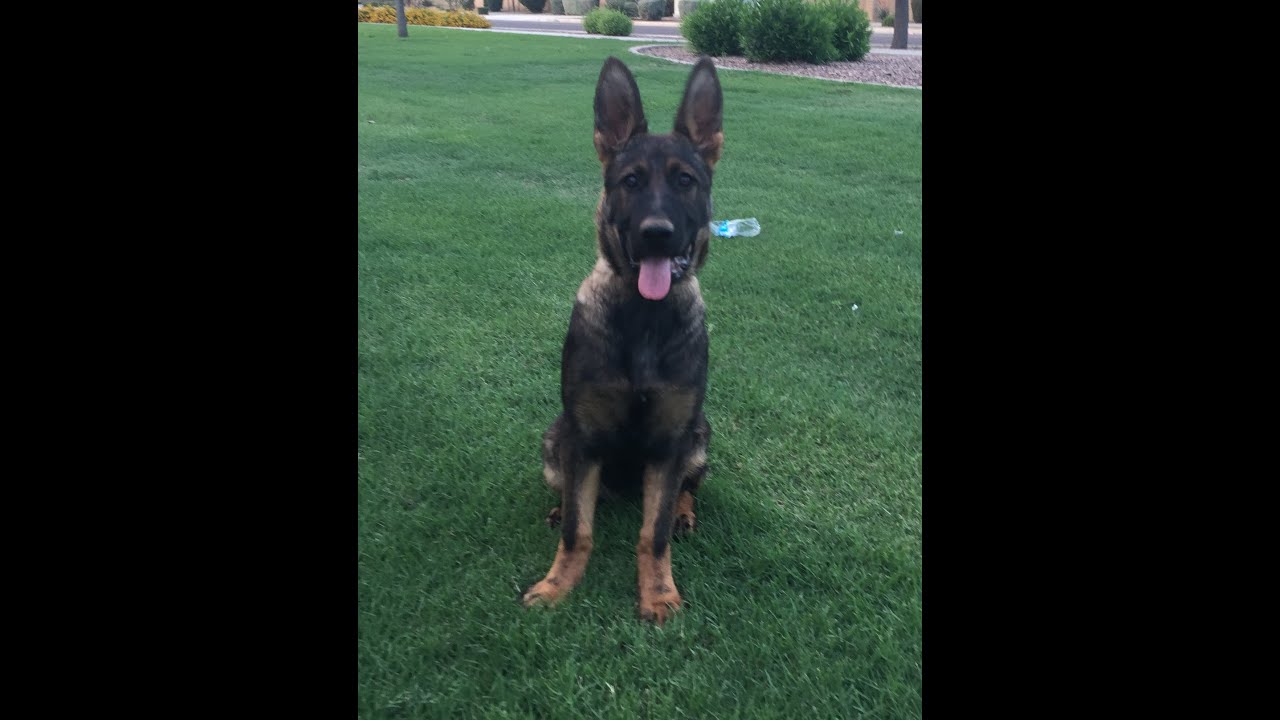 German Shepherd 6 month life growth changes (pictures and video clips)