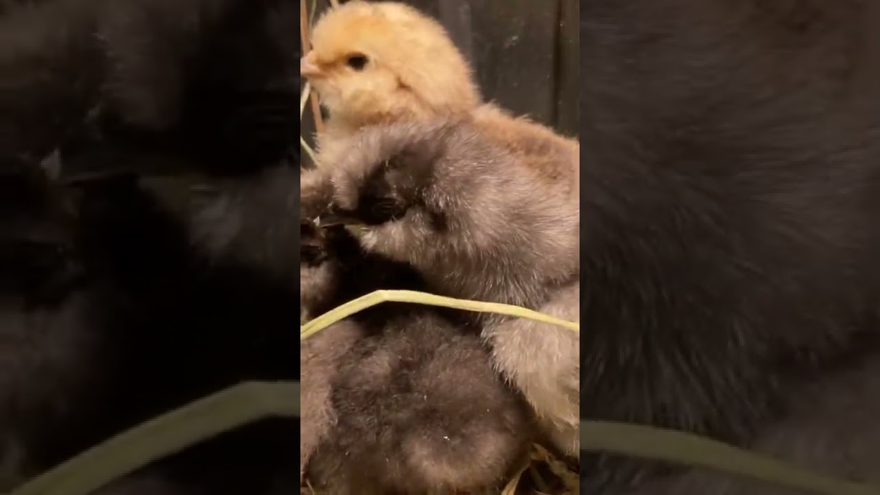 CHICK CAM - BABY SILKIES pt. 2 !!! 🐥🐣 #silkie #bantam #chicken #chick
