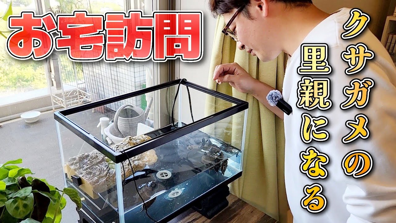 【クサガメ】赤ちゃんが沢山産まれたお宅で、飼育環境を見せてもらいました！そしてクサガメベビーの里親に！【亀飼育】