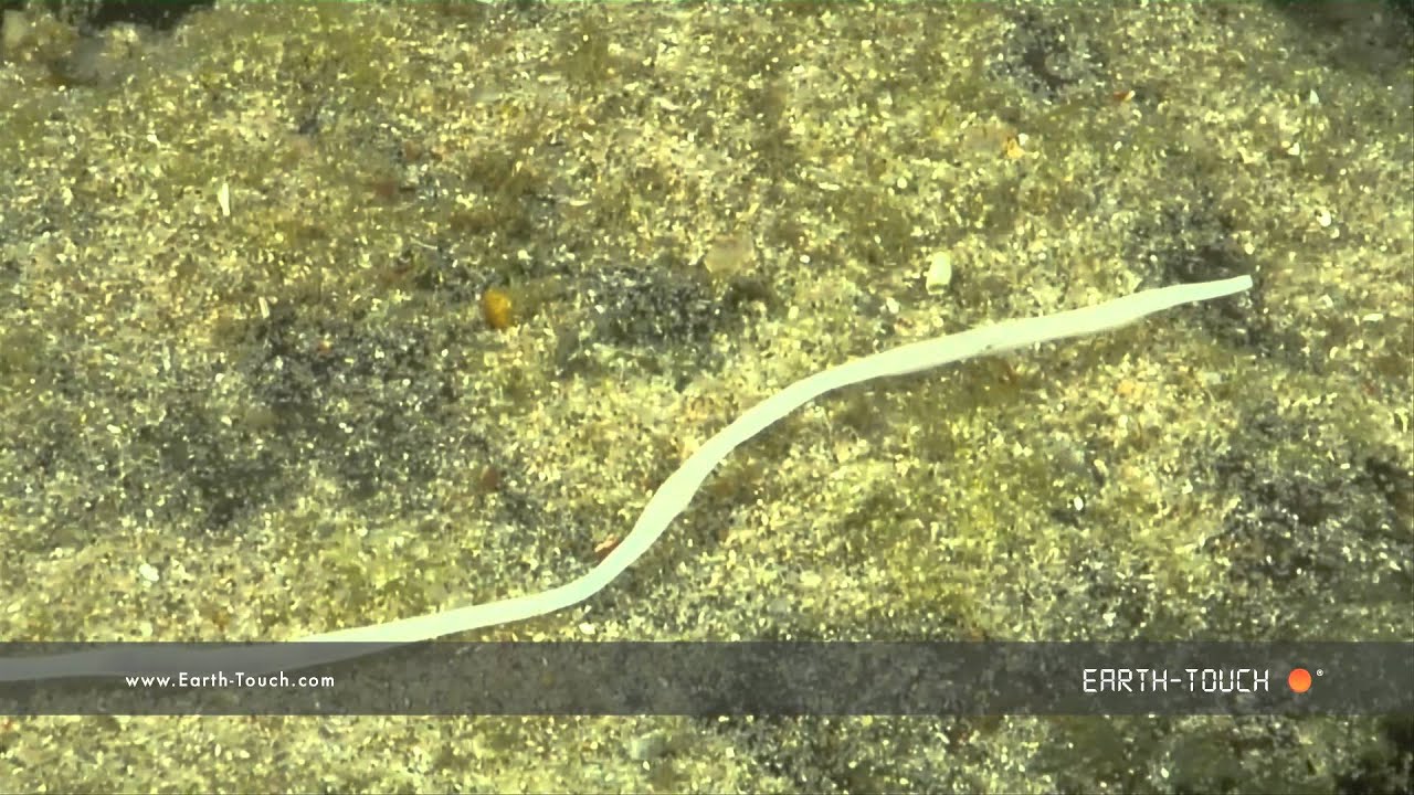 Strange sea worm sends out its tentacles to feed
