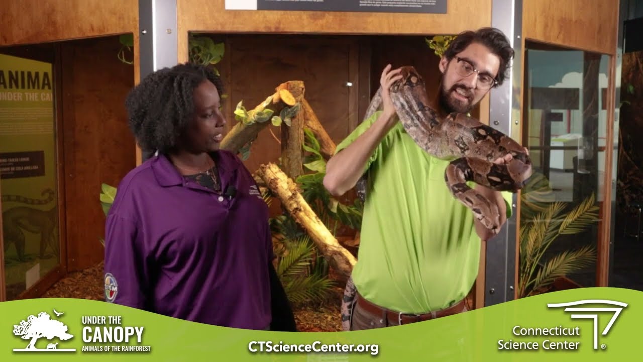 Meet the Animals: Andi the Boa Constrictor