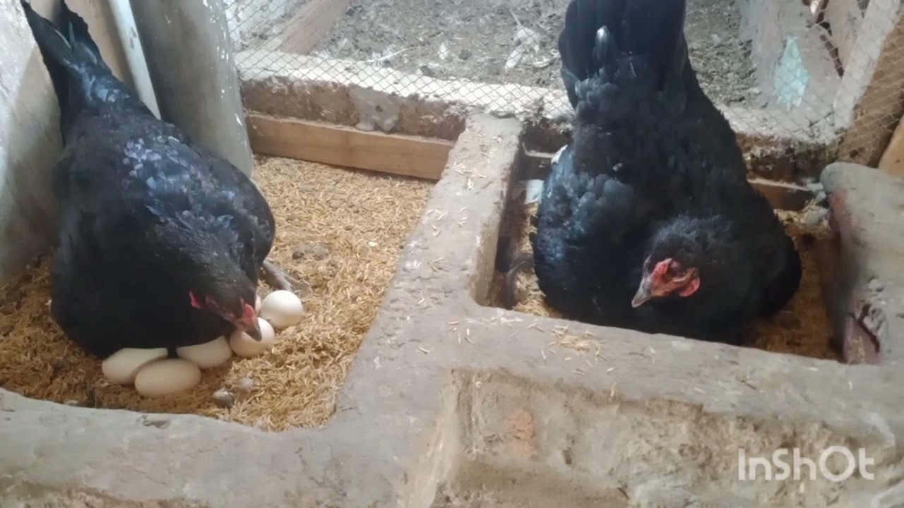 two broody hens ready for hatching petsvlog