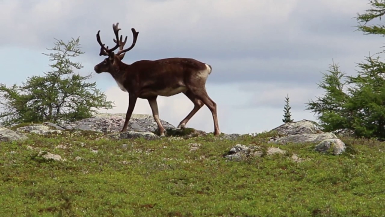 Justin Barbour​ AKA The NL Explorer - NL Facts Features