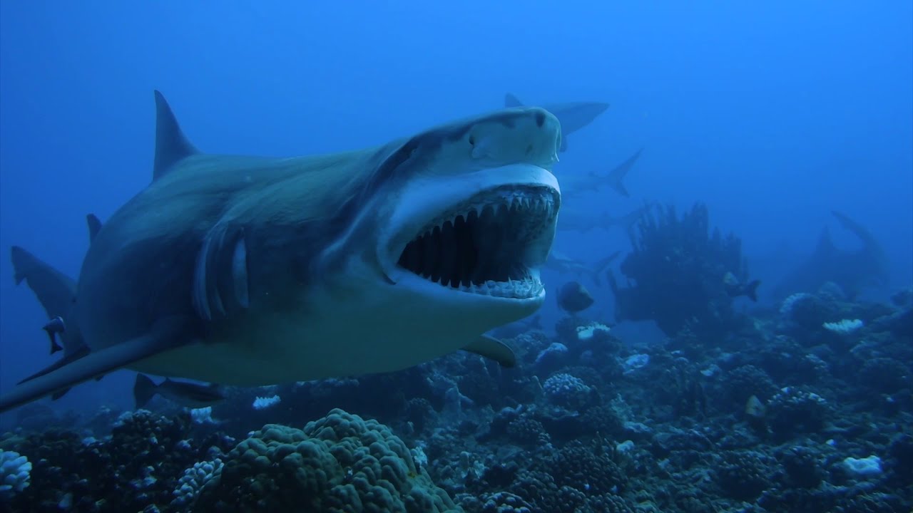 Plongée avec un énorme requin Tigre à la Vallée blanche, Tahiti