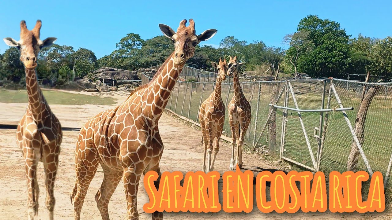 ¡Viviendo un SAFARI en Costa Rica! Jirafas, cebras y aventura