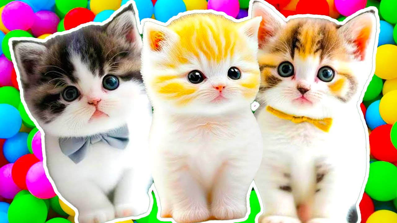 ANAK KUCING MEONG MEONG | Lagu Anak - Anak | Kompilasi Kucing Lucu