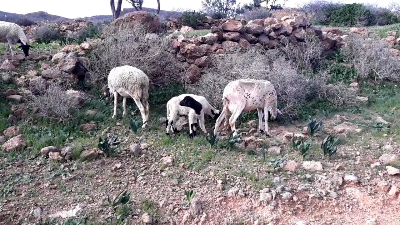 راعي خرفان على ضفاف جبل ريف الناضور المغرب