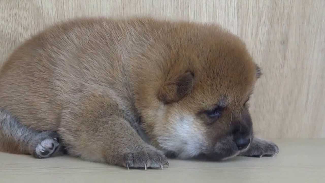柴犬赤ちゃん　兄　4月24日生まれ