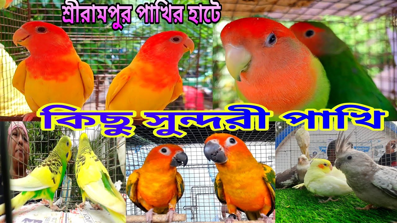 শ্রীরামপুর পাখির হাট | Exotic Birds Serampore Pet Market | Serampore Pakhir Haat | Exotic Birds 🐦