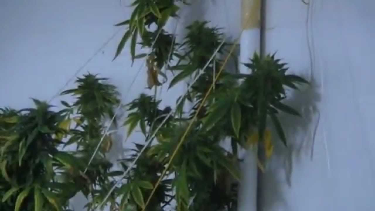 Policjanci zlikwidowali plantację konopi