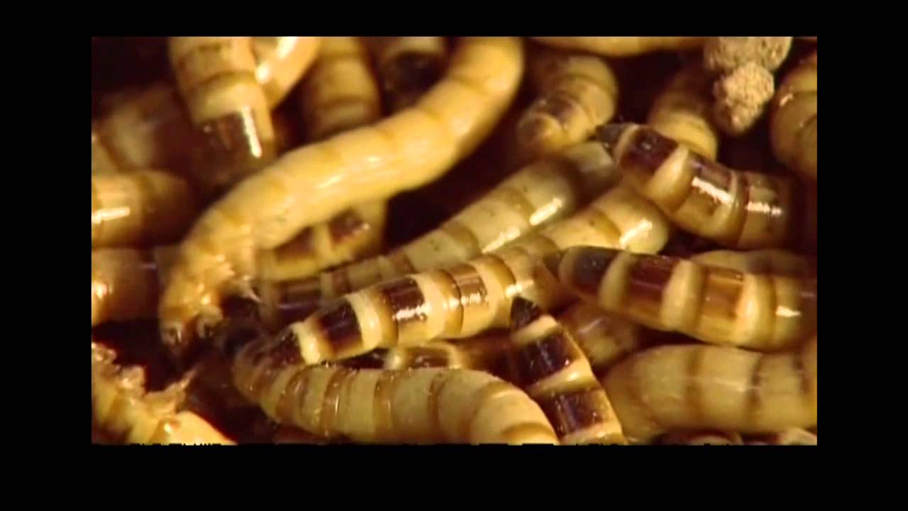 Eating Insects | Future Thinking | BRITLAB